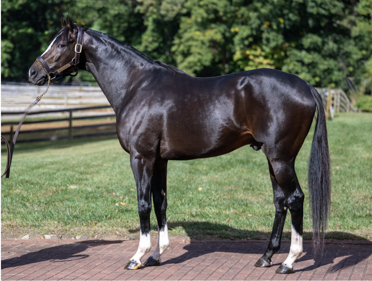 Max Players Second Chapter