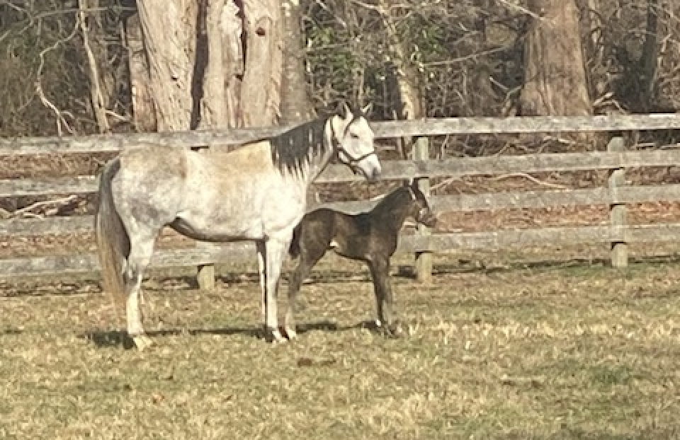 Dessert Dalliance and her Foal